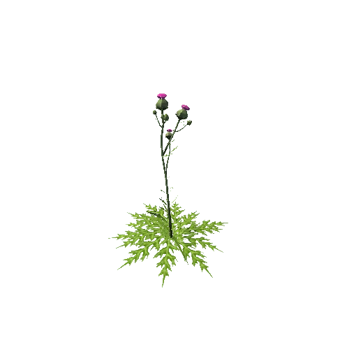 thistle