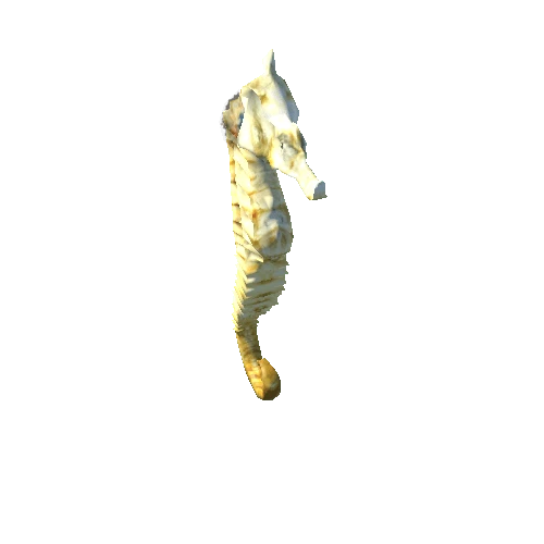 Seahorse