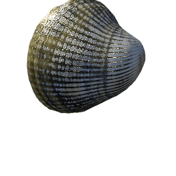 seashell2_LOD0