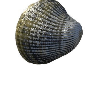 seashell2_LOD1