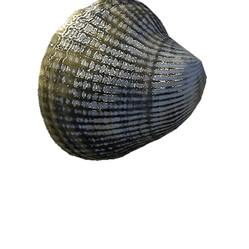 seashell2_LOD2