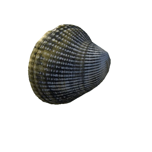 seashell2_LOD2