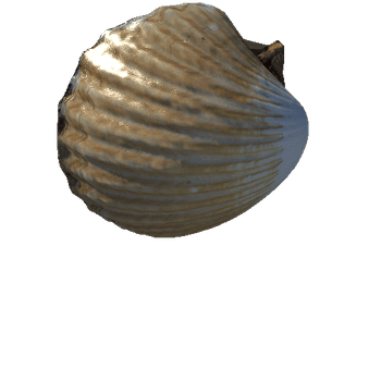 seashell3_LOD0