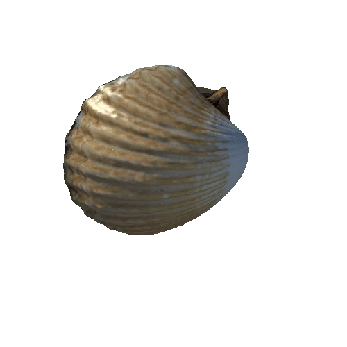 seashell3_LOD0