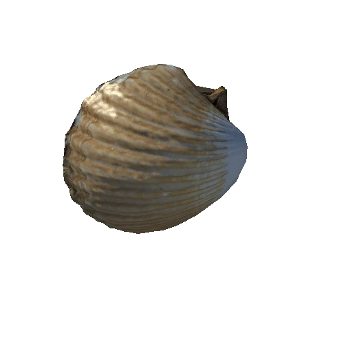 seashell3_LOD2