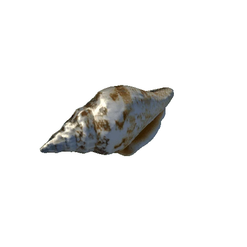 seashell4_LOD0