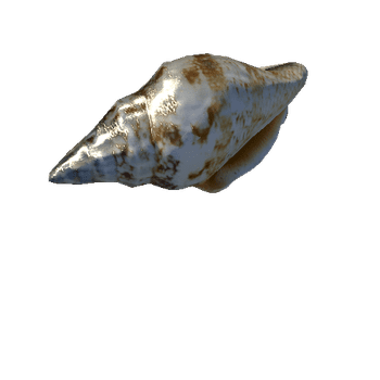 seashell4_LOD2