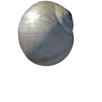seashell7_LOD0