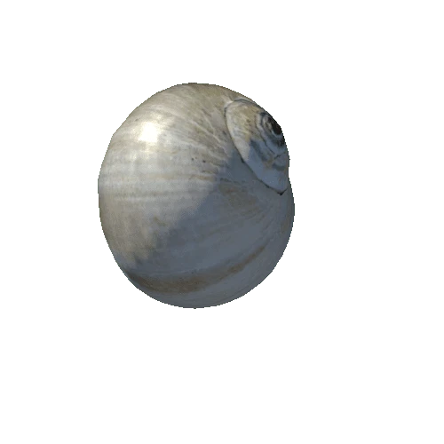 seashell7_LOD1