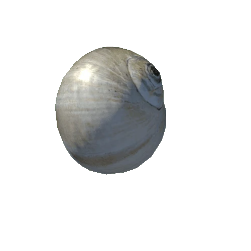 seashell7_LOD2