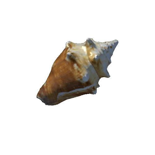 seashell8_LOD0