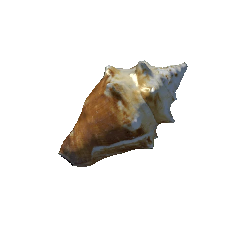 seashell8_LOD1