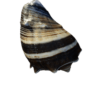 seashell9_LOD0