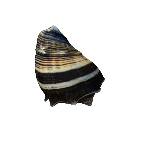 seashell9_LOD0