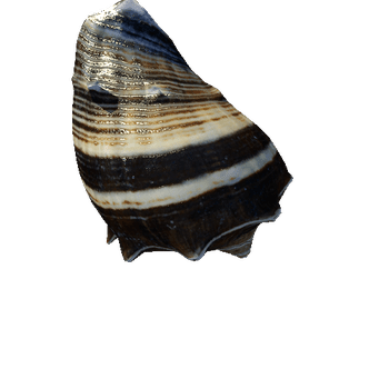 seashell9_LOD1