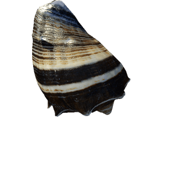 seashell9_LOD2