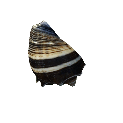 seashell9_LOD2
