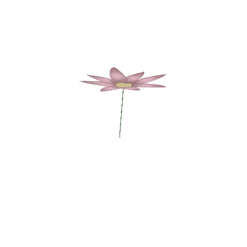 flower_01