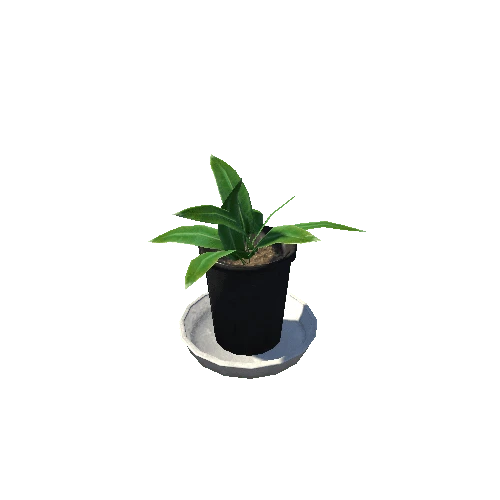 plant01_black1
