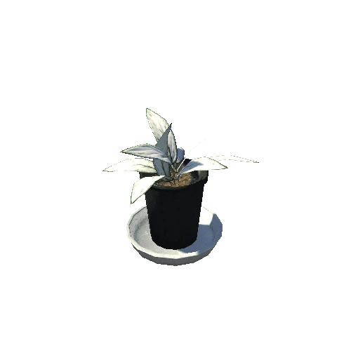 plant01_black2