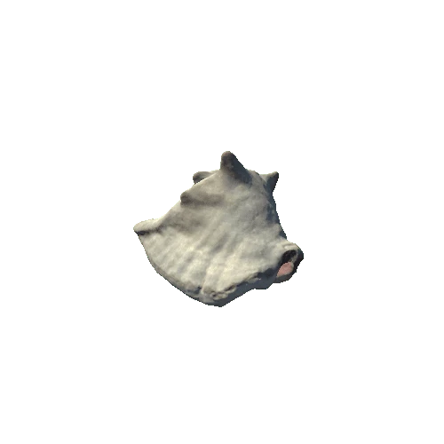 Seashell03