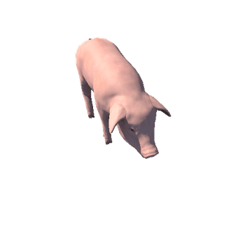 Pig_Hairless_LOD1