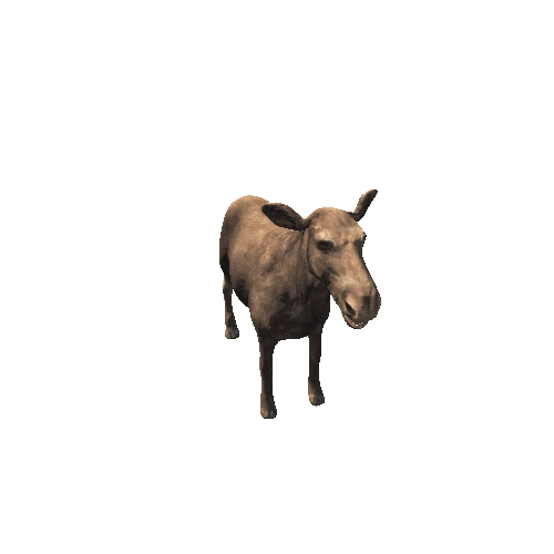 moose_cow_rm_mx_SHP