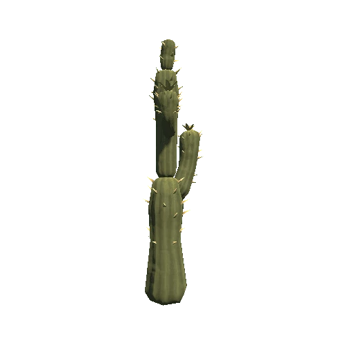 Cactus_01