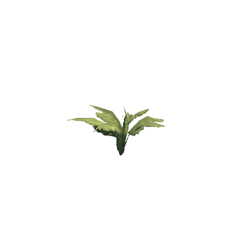 Plant_15