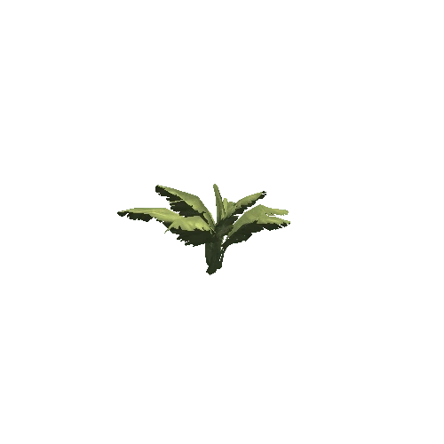 Plant_15_backface