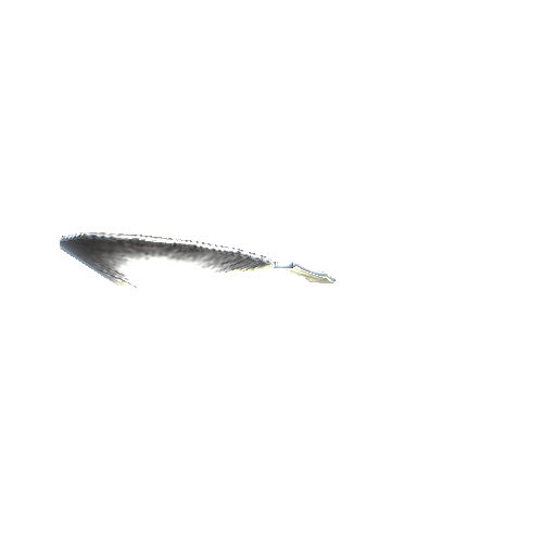 Spoon