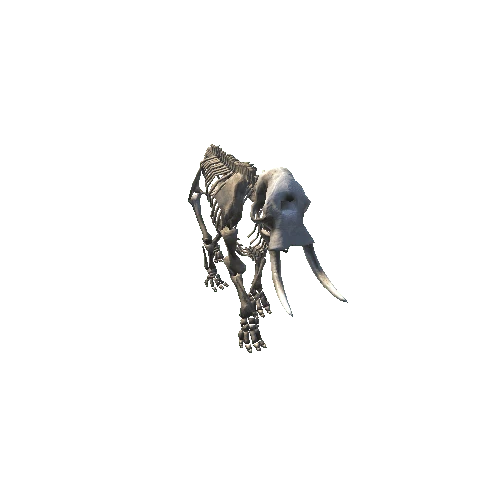 ElephantSkeleton