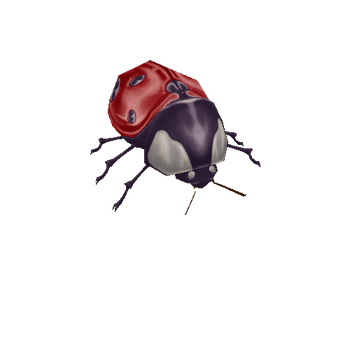 ladybug