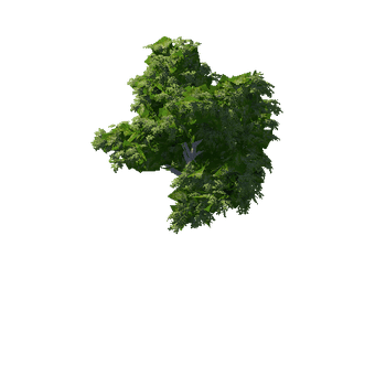 Broadleaf_Desktop