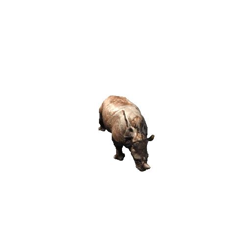 Rhino_LOD0