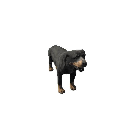 rottweiler_sv_rm_HP