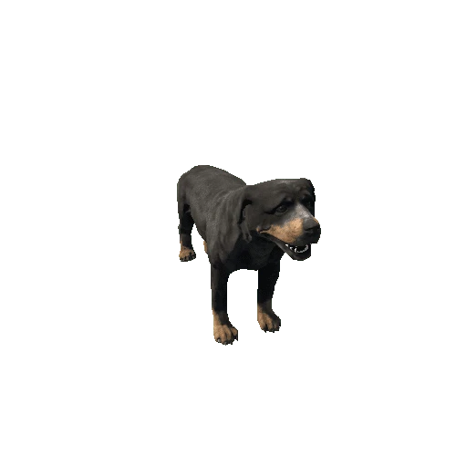 rottweiler_fv_rm_HP