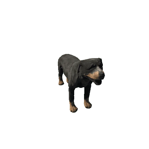 rottweiler_fv_rm_LP