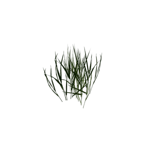 grass_p