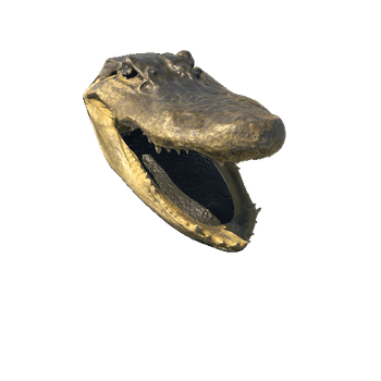 07_Alligator