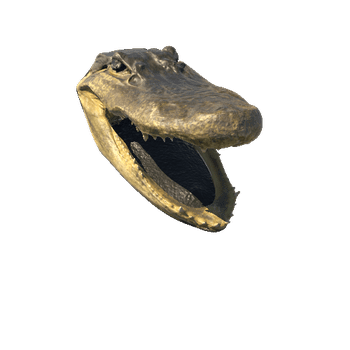 07_Alligator_LOD0_1