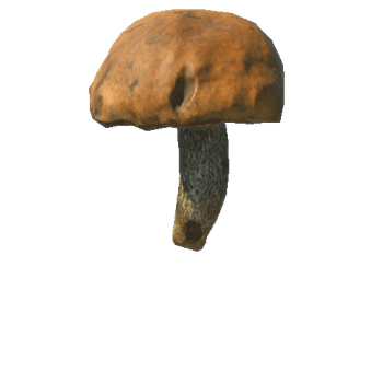 Fungus02