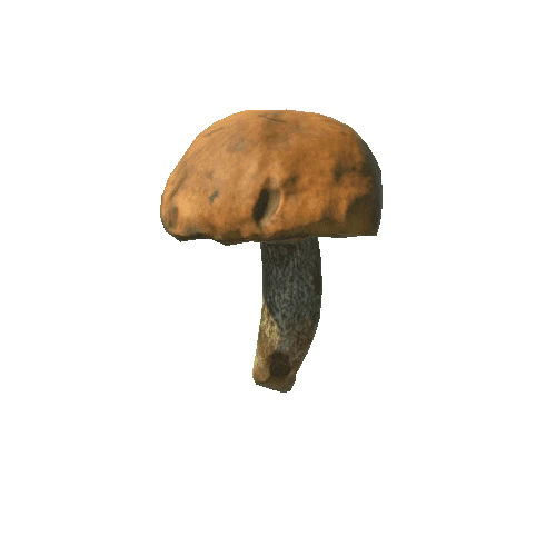 Fungus02