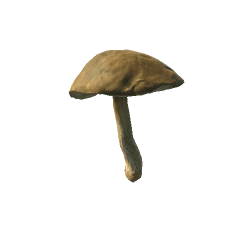 Fungus07