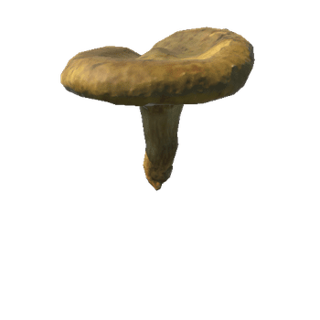 Fungus09