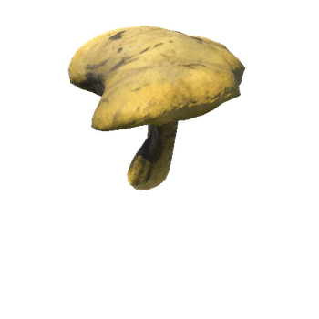 Fungus11