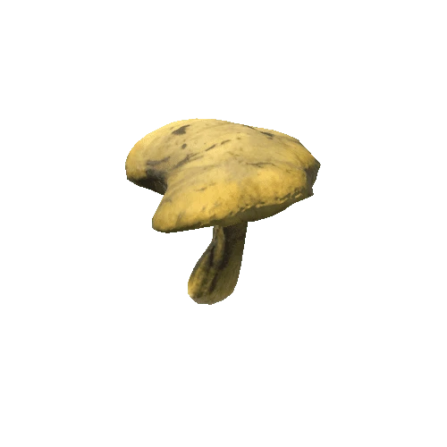 Fungus11