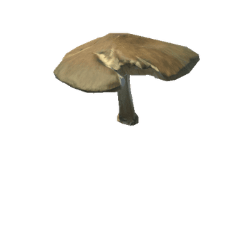 Fungus13