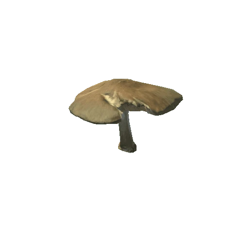 Fungus13