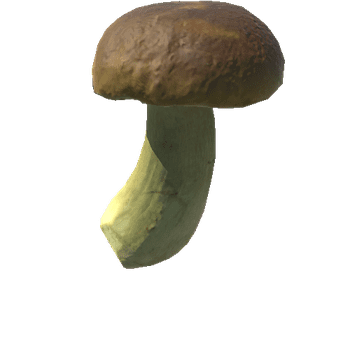 Fungus17